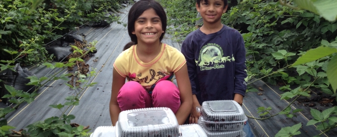 Kids picking blackberries