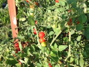 Tomato gleaning at a farm near St. Joseph, MO @ Farm near St. Jo--need 2 gleaners on call for one hour per week on Mon, Tue, Wed or Thu.  You pick the day, time of day to glean as tomatoes ripen, then deliver to area food banks, pantries.  No online signup!  Call Sandy at 816-550-5631.