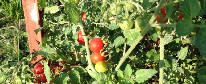 Lots of tomato plants and tomatoes