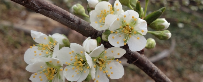 Plum tree, blossoms