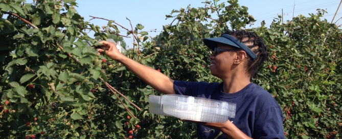 Blackberry gleaning, woman