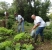 KCP&L gleaning lettuce