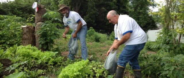 KCP&L gleaning lettuce