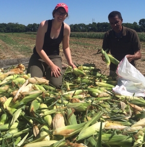 Corn gleaning at a farm near Anderson MO