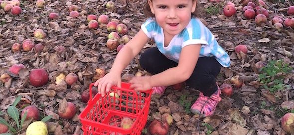 Little girl apple gleaning