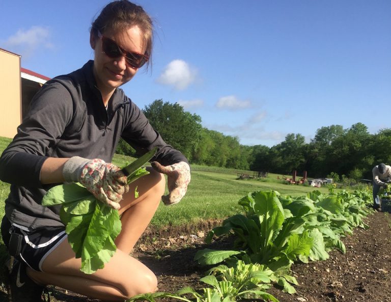 Fresh Produce Gleaning