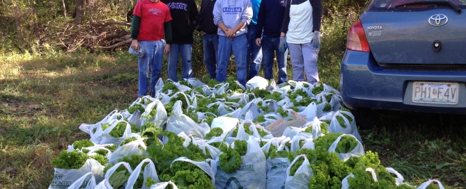 Group gleaning lettuce