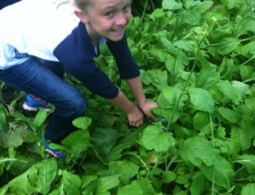 What is “food insecurity”?