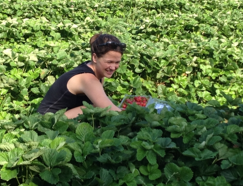 Help rescue strawberries at a farm east of Lawrence, KS