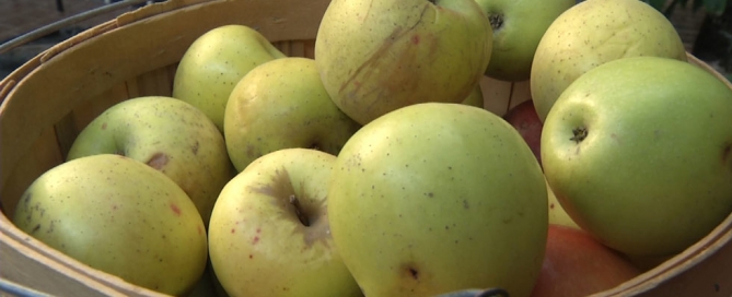Apples from KCTV5 News Story