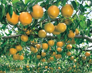 Asian pear gleaning at an orchard near Maryville