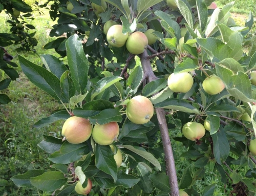 August 7-9: Gleaning in St. Joe, KCK