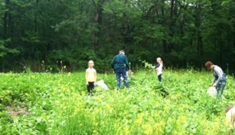 ath_strawberries_glean